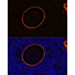 Immunofluorescence - Anti-ZP3 Antibody (A90053) - Antibodies.com