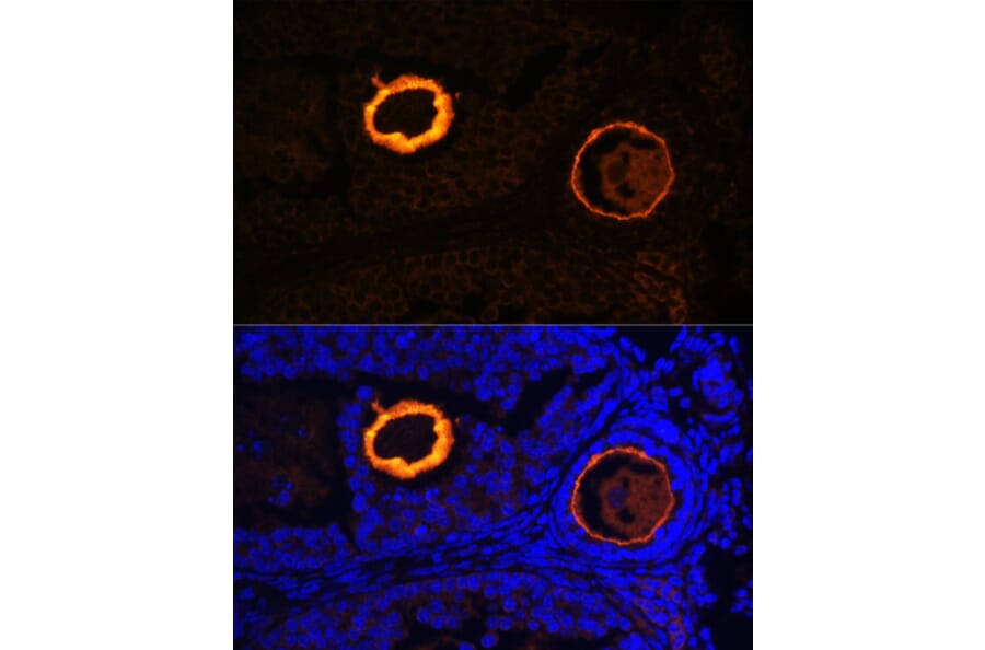Immunofluorescence - Anti-ZP3 Antibody (A90053) - Antibodies.com