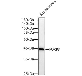 Western Blot - Anti-FOXP3 Antibody (A90056) - Antibodies.com