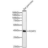 Western Blot - Anti-FOXP3 Antibody (A90056) - Antibodies.com