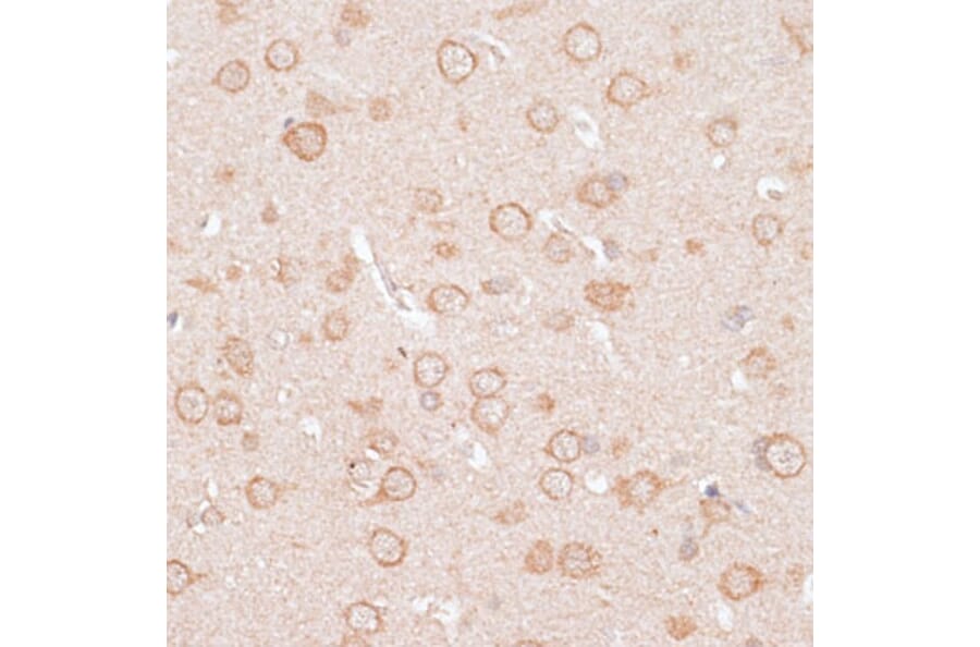 Immunohistochemistry - Anti-KCNJ4 Antibody (A90057) - Antibodies.com