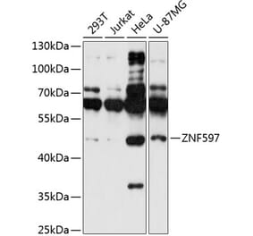 Western Blot - Anti-ZNF597 Antibody (A90061) - Antibodies.com