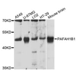 Western Blot - Anti-PAFAH1B1 Antibody (A12643) - Antibodies.com