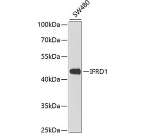 Western Blot - Anti-IFRD1 Antibody (A90063) - Antibodies.com