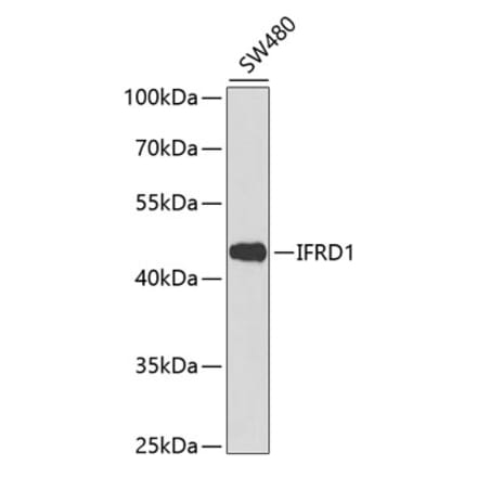 Western Blot - Anti-IFRD1 Antibody (A90063) - Antibodies.com