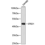 Western Blot - Anti-IFRD1 Antibody (A90063) - Antibodies.com