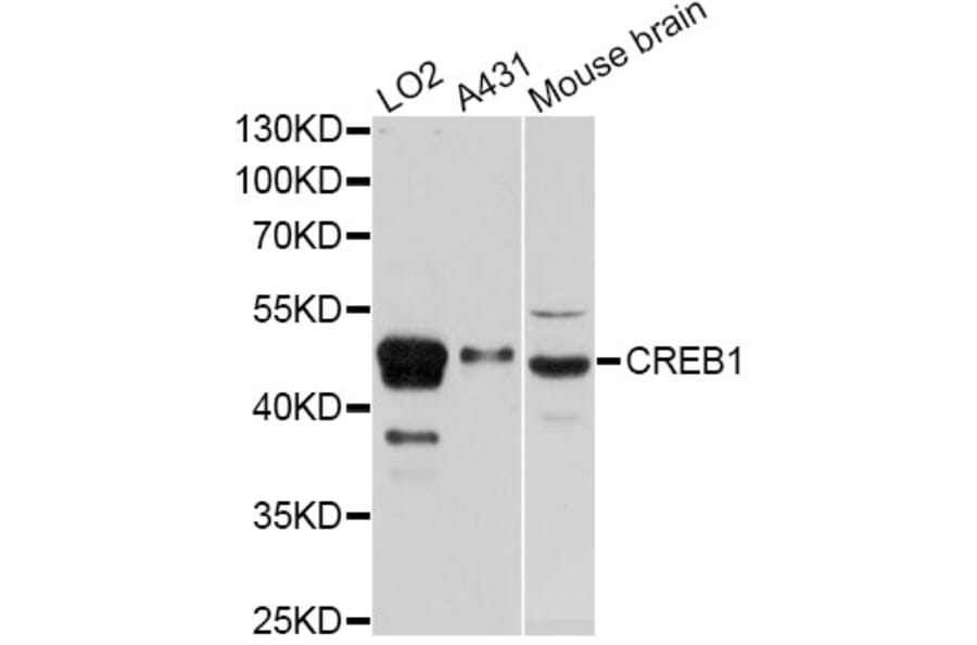 Western Blot - Anti-CREB1 Antibody (A12311) - Antibodies.com