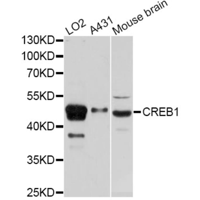 Western Blot - Anti-CREB1 Antibody (A12311) - Antibodies.com