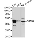 Western Blot - Anti-CREB1 Antibody (A12311) - Antibodies.com