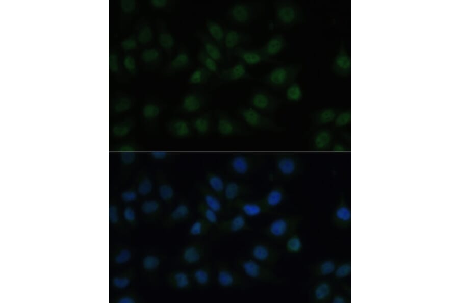 Immunofluorescence - Anti-CREB1 Antibody (A12311) - Antibodies.com