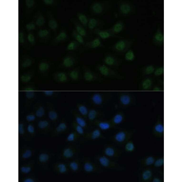 Immunofluorescence - Anti-CREB1 Antibody (A12311) - Antibodies.com