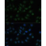 Immunofluorescence - Anti-CREB1 Antibody (A12311) - Antibodies.com