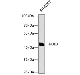 Western Blot - Anti-PDK3 Antibody (A90072) - Antibodies.com