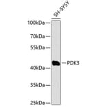 Western Blot - Anti-PDK3 Antibody (A90072) - Antibodies.com