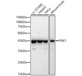 Western Blot - Anti-PGK1 Antibody (A90074) - Antibodies.com