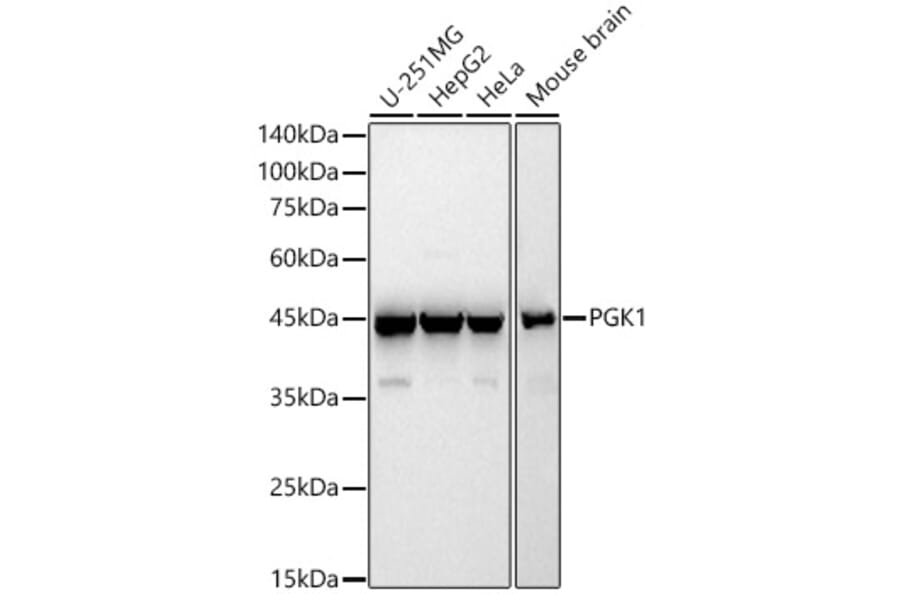 Western Blot - Anti-PGK1 Antibody (A90074) - Antibodies.com