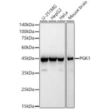 Western Blot - Anti-PGK1 Antibody (A90074) - Antibodies.com