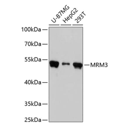 Western Blot - Anti-MRM3 Antibody (A90075) - Antibodies.com