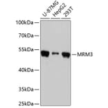 Western Blot - Anti-MRM3 Antibody (A90075) - Antibodies.com