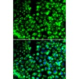Immunofluorescence - Anti-Calumenin Antibody (A90078) - Antibodies.com