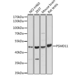 Western Blot - Anti-PSMD11 Antibody (A90082) - Antibodies.com