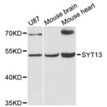 Western Blot - Anti-SYT13 Antibody (A12852) - Antibodies.com