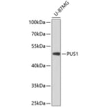 Western Blot - Anti-PUS1 Antibody (A90085) - Antibodies.com