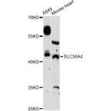 Western Blot - Anti-SLC30A4 Antibody (A13053) - Antibodies.com