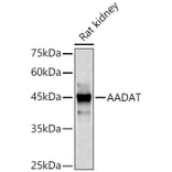 Western Blot - Anti-KAT2/AadAT Antibody (A90087) - Antibodies.com