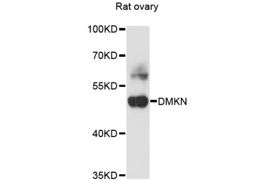 Western Blot - Anti-DMKN Antibody (A13871) - Antibodies.com