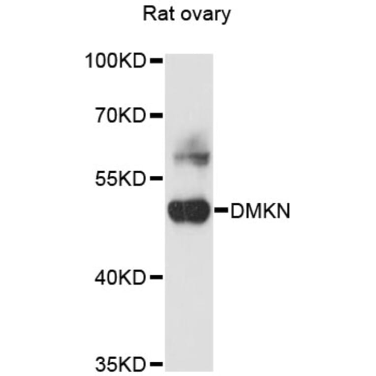 Western Blot - Anti-DMKN Antibody (A13871) - Antibodies.com