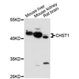 Western Blot - Anti-CHST1 Antibody (A13057) - Antibodies.com