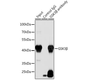 Western Blot - Anti-GSK3 beta Antibody (A90094) - Antibodies.com