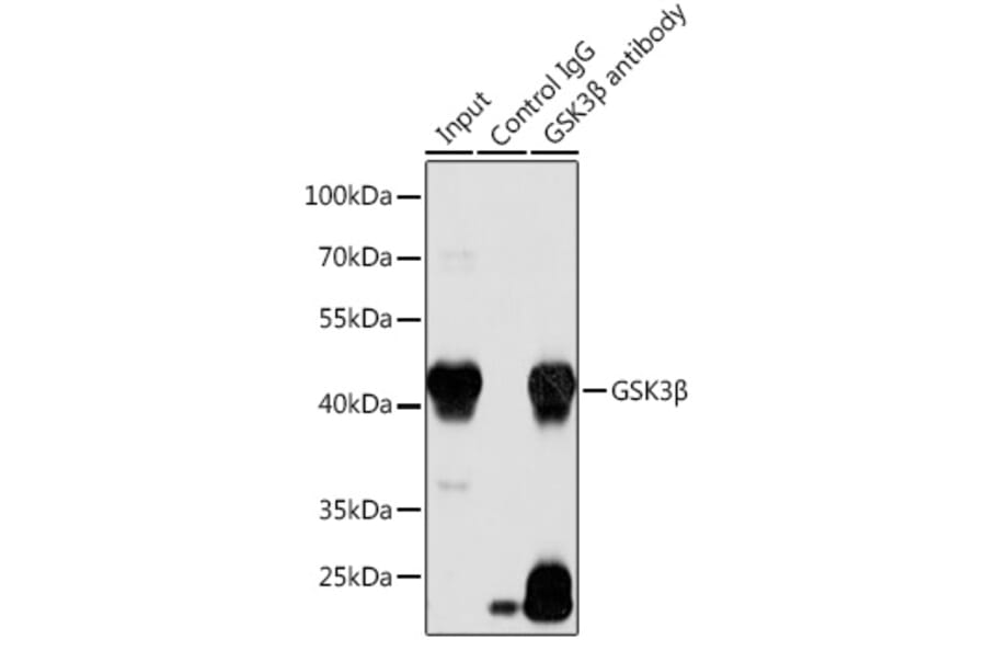 Western Blot - Anti-GSK3 beta Antibody (A90094) - Antibodies.com