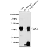 Western Blot - Anti-GSK3 beta Antibody (A90094) - Antibodies.com