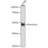 Western Blot - Anti-Brachyury/Bry Antibody (A90095) - Antibodies.com
