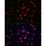 Immunofluorescence - Anti-Brachyury/Bry Antibody (A90095) - Antibodies.com