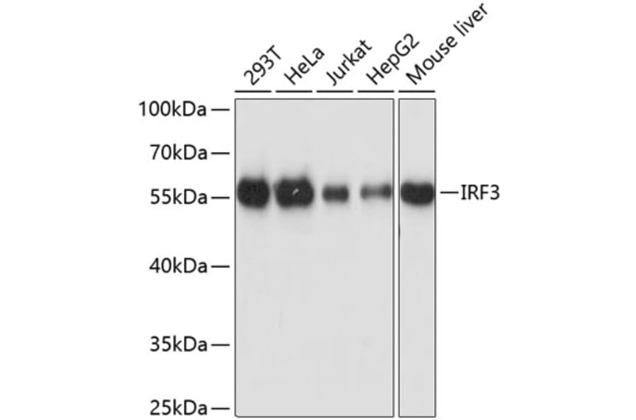 Western Blot - Anti-IRF3 Antibody (A0816) - Antibodies.com