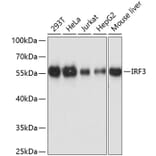 Western Blot - Anti-IRF3 Antibody (A0816) - Antibodies.com
