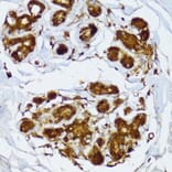 Immunohistochemistry - Anti-IRF3 Antibody (A0816) - Antibodies.com