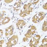 Immunohistochemistry - Anti-IRF3 Antibody (A0816) - Antibodies.com