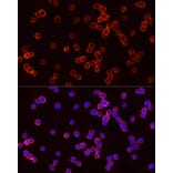 Immunofluorescence - Anti-TSG101 Antibody (A90098) - Antibodies.com