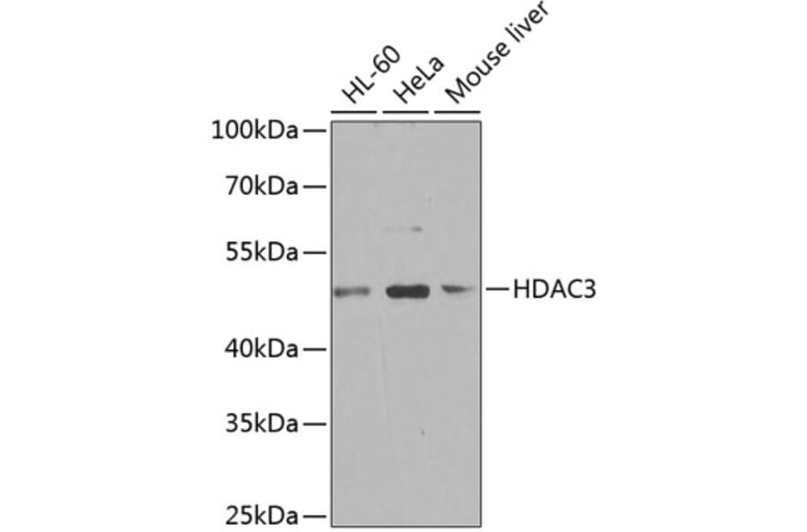Western Blot - Anti-HDAC3 Antibody (A90101) - Antibodies.com