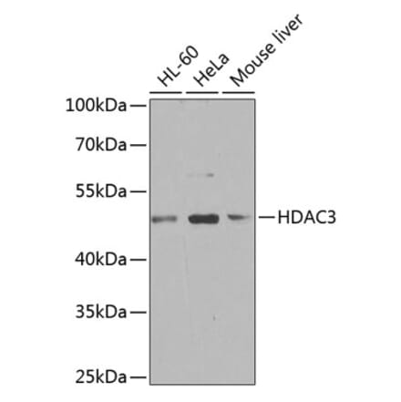 Western Blot - Anti-HDAC3 Antibody (A90101) - Antibodies.com