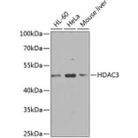 Western Blot - Anti-HDAC3 Antibody (A90101) - Antibodies.com
