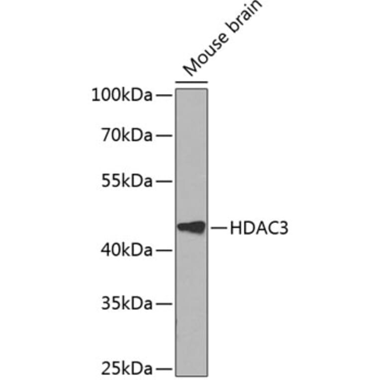 Western Blot - Anti-HDAC3 Antibody (A90101) - Antibodies.com