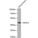 Western Blot - Anti-HDAC3 Antibody (A90101) - Antibodies.com