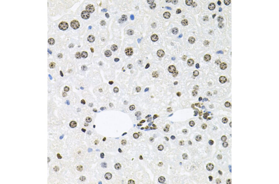 Immunohistochemistry - Anti-HDAC3 Antibody (A90101) - Antibodies.com