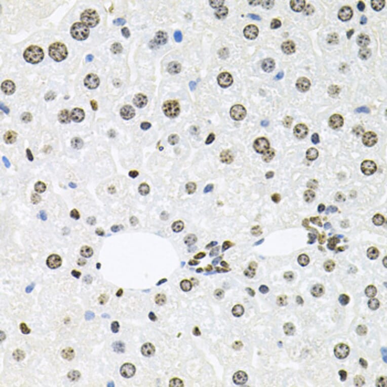 Immunohistochemistry - Anti-HDAC3 Antibody (A90101) - Antibodies.com