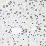 Immunohistochemistry - Anti-HDAC3 Antibody (A90101) - Antibodies.com